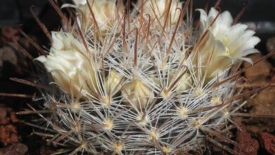 Photo of Mammillaria allungata, Mammillaria d’oro