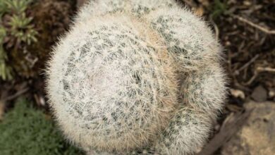 Photo of Mammillaria candida Cactus boule de neige