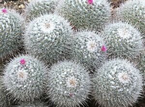 Photo of Mammillaria geminispina Mammilaria