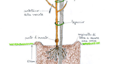 Photo of Mantenere un albero appena piantato