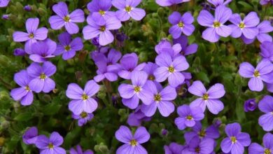 Photo of Manutenzione degli impianti di Aubrieta, Aubrietia o Aubrecia