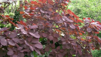 Photo of Manutenzione del Cotinus coggygria o albero della parrucca