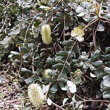 Photo of Manutenzione della Banksia integrifolia o caprifoglio australiano