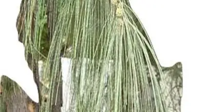 Photo of Manutenzione della Casuarina o del pino australiano