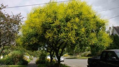 Photo of Manutenzione della Koelreuteria paniculata o dell’albero del sapone cinese