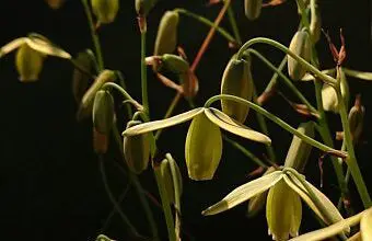 Photo of Manutenzione della pianta Albuca bracteata o Cipolla Fortunata