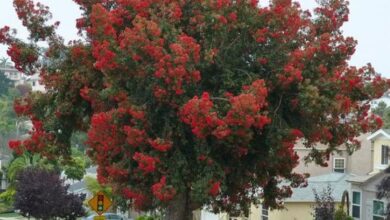 Photo of Manutenzione della pianta Corymbia eximia o Eucalyptus eximia