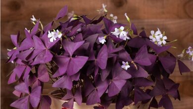 Photo of Manutenzione della pianta di Oxalis triangularis o farfalla