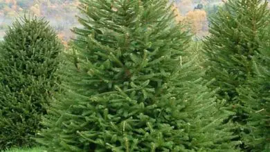 Photo of Manutenzione della pianta di Picea abies, abete finto o albero di Natale