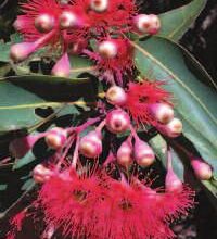 Photo of Manutenzione della pianta Eucalipto torelliana o Corymbia torelliana