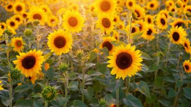 Photo of Manutenzione della pianta Helianthus annuus o Sunflower