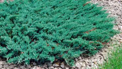 Photo of Manutenzione della pianta Juniperus horizontalis o ginepro strisciante