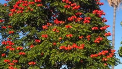 Photo of Manutenzione della Spathodea campanulata o del tulipano del Gabon