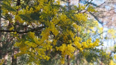 Photo of Manutenzione dell’Acacia iteaphylla o salice mimosa