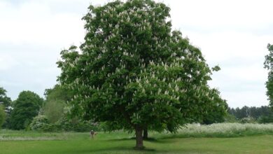 Photo of Manutenzione dell’Aesculus indica o dell’Ippocastano