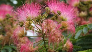 Photo of Manutenzione dell’Albizia julibrissin o dell’Acacia di Costantinopoli