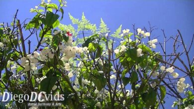 Photo of Manutenzione dell’impianto Clerodendrum thomsoniae o Clerodendron africano