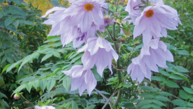 Photo of Manutenzione dell’impianto Dahlia imperialis o Dahlia imperialis