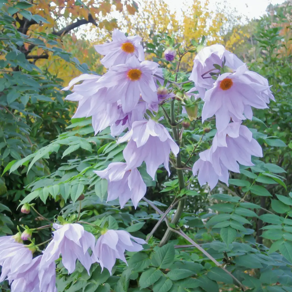 Manutenzione dell’impianto Dahlia imperialis o Dahlia imperialis - Il