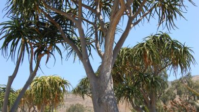 Photo of Manutenzione di Aloe barberae o Aloe tree