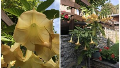 Photo of Manutenzione di Brugmansia arborea o Tromba