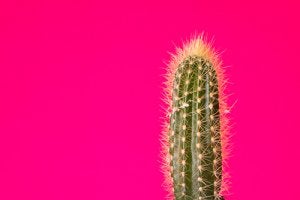 Photo of Manutenzione di Echinopsis chiloensis o Quisco