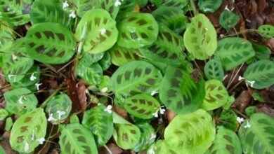 Photo of Maranta leuconeura Maranta, dormeuse, pianta di prière