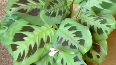 Photo of Maranta leuconeura, una pianta d’appartamento le cui foglie si comportano come…