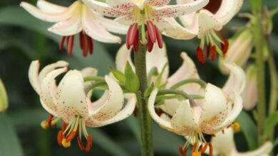 Photo of Martagon Lily