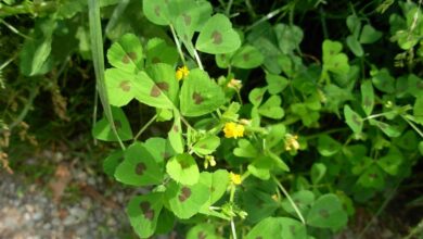 Photo of Medicago arabica, un trifoglio con una macchia scura al centro delle foglie.