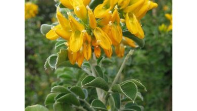 Photo of Medicago arborea o erba medica arborea cura delle piante