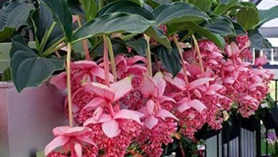 Photo of Medinilla magnifique