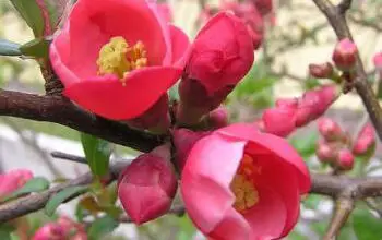 Photo of Mela cotogna giapponese, fiore di mela cotogna, pero giapponese