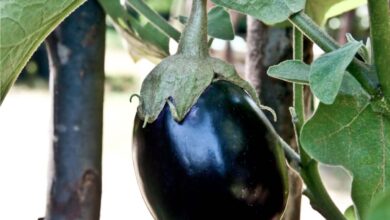 Photo of Melanzane in crescita : Una guida completa per la semina, la coltivazione e la raccolta delle melanzane