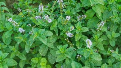 Photo of Mentha Aquatica – Informazioni sulla coltivazione della menta