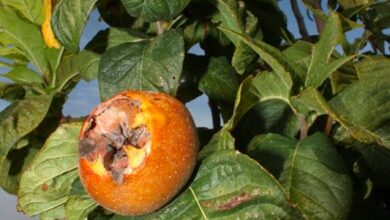 Photo of Mespilus germanica, di grande valore frutticolo e ornamentale