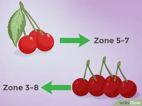 Photo of Metodi di semina delle ciliegie