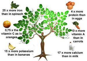 Photo of Metrosideros excelsa, Iron Tree o cura delle piante Metrosidero