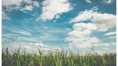 Photo of Micro-agricoltura: cos’è e come si fa?