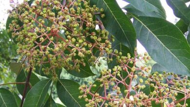 Photo of Miele albero Tetradium danielii, ape albero, albero con centomila fiori