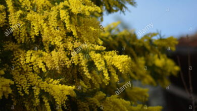 Photo of Mimosa invernale