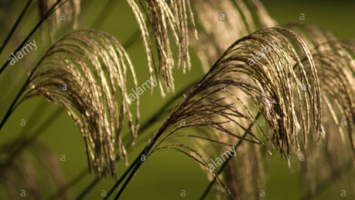 Photo of Miscanto nepalese