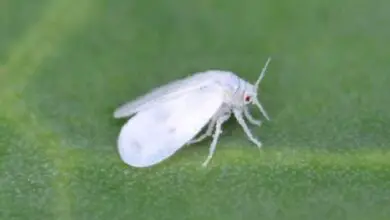 Photo of mosca bianca