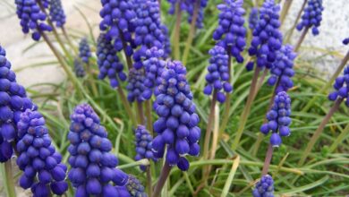 Photo of Muscari d’Armenia