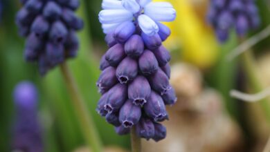 Photo of Muscari latifolium Muscari latifolium