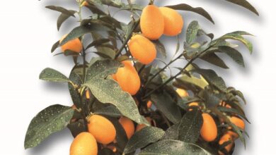 Photo of Nagami Kumquat, Kumquat con frutti ovali