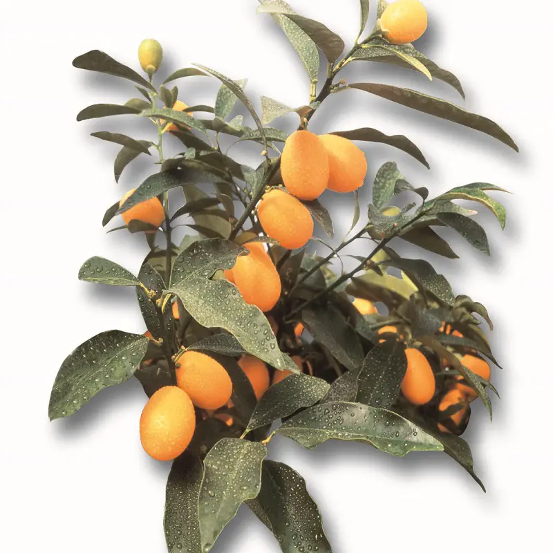 Nagami Kumquat, Kumquat con frutti ovali Il Giardino Commestible