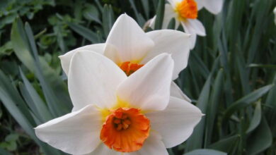 Photo of Narcisi
