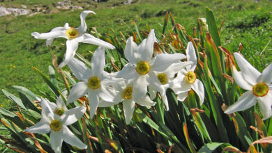 Photo of Narciso cura tazetta o bouquet di Narciso
