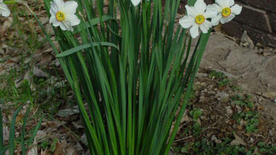 Photo of Narciso triandus, bella pianta bulbosa